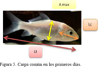 diagrama de pez carpa común